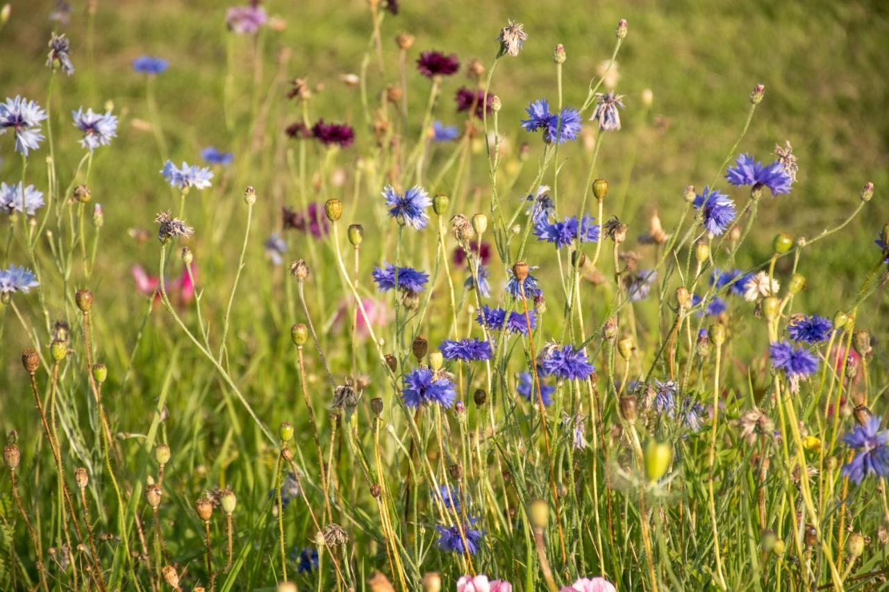 Wild Northumberland Glamping Villa เฮกแซม ภายนอก รูปภาพ